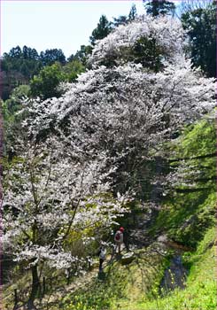 桜満開