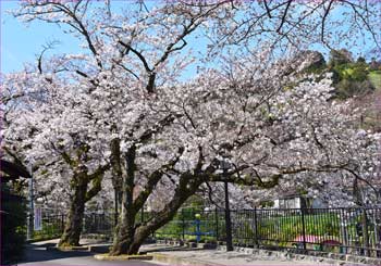 山北の桜