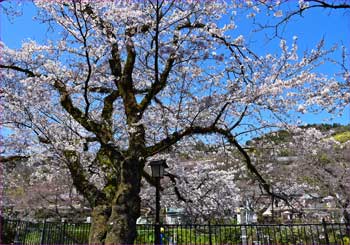 山北桜