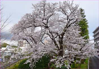 桜満開