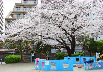 公園のさくら