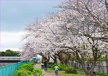 境川の桜