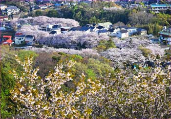 桜並木