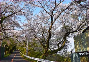 花道