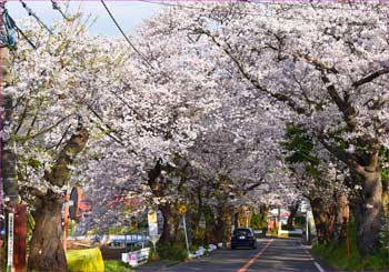 桜並木