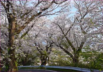 花トンネル