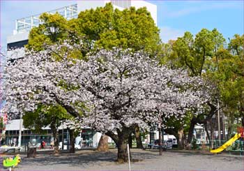 八幡山公園