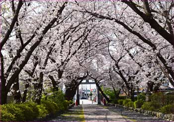 桜の参道