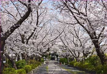 参道の桜