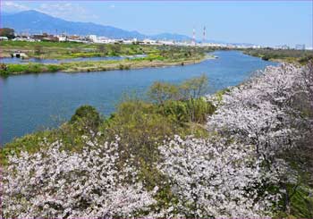 相模川