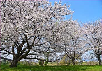 桜満開