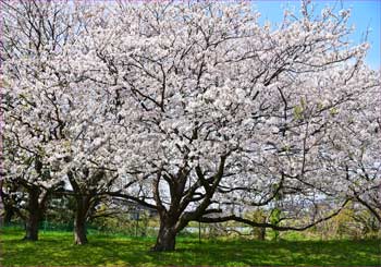 桜