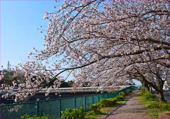 境川の桜