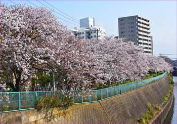 桜並木