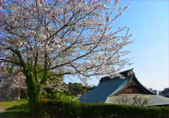 桜満開