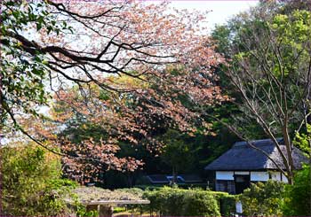 新林の山桜