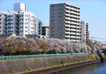 境川桜