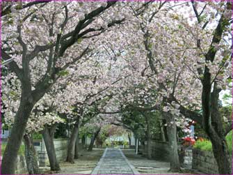 ぼたん桜満開