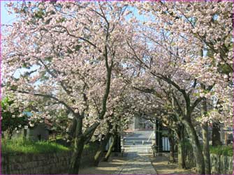 ぼたん桜