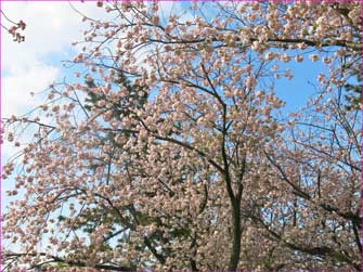 ぼたん桜