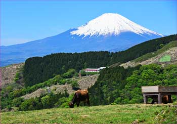 薫る野牧場