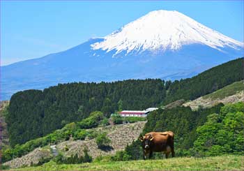 薫る野牧場