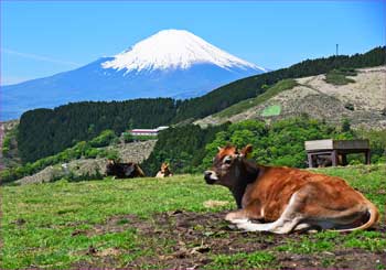 薫る野牧場