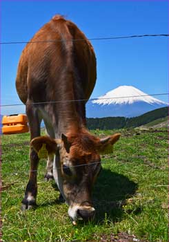 子牛と