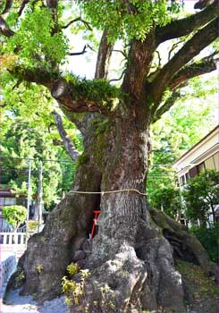 明神の楠