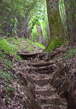 登山道