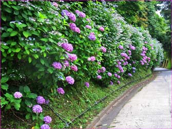 亀ヶ谷紫陽花