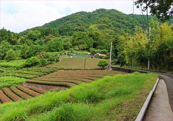 市間の茶畑