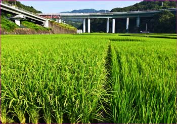 谷峨田園