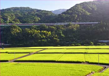 田んぼ