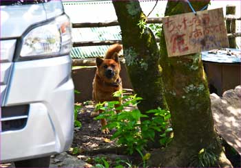 飼い犬