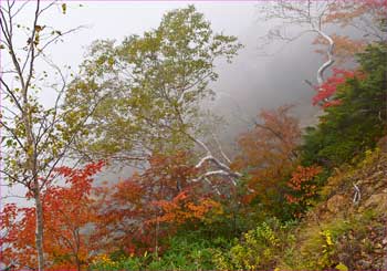 霧の紅葉