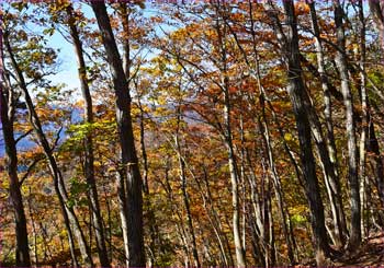 紅葉の尾根