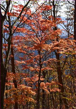 紅葉