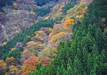 ダルマ沢の頭紅葉