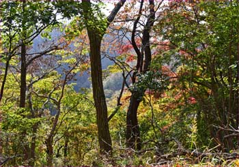 紅葉の