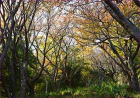 秋の桜道