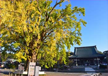 遊行寺大銀杏