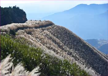 旧大野山牧場