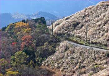 晩秋道