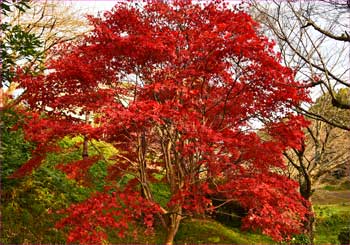 吾妻公園紅葉