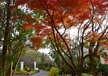 蘇峰会館紅葉