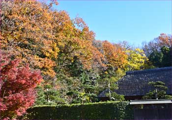 新林公園晩秋