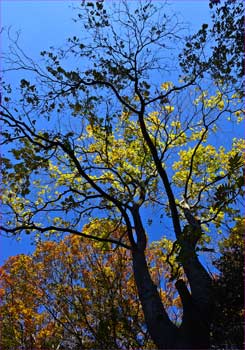 ムクロジの紅葉