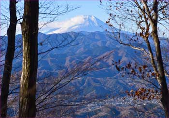 木立の富士