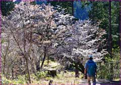 高尾山桜道